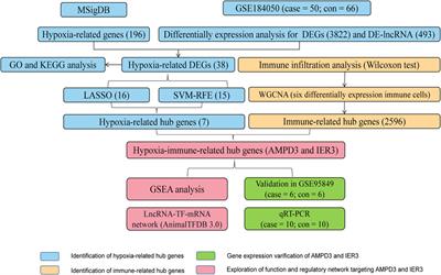 Identification and analysis of hub genes of hypoxia-immunity in type 2 diabetes mellitus